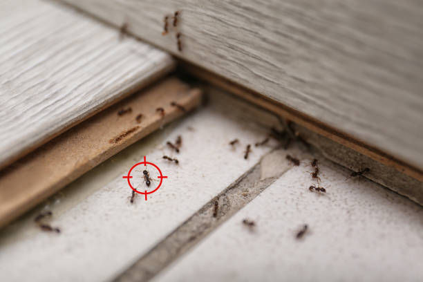 Best Commercial Pest Control Services  in Edwards Af, CA