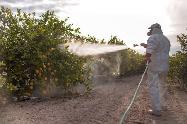 Best Cockroach Control Services  in Edwards Af, CA