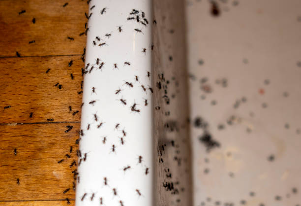 Trusted Edwards Af, CA Pest Control Experts