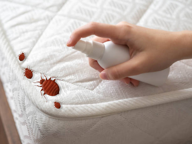 Best Affordable Pest Control Services  in Edwards Af, CA