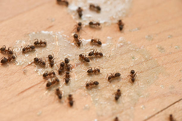 Best Wildlife Control Services  in Edwards Af, CA