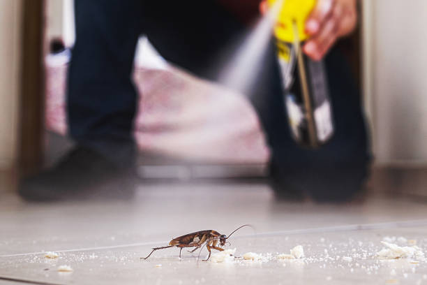 Best Insect Control  in Edwards Af, CA