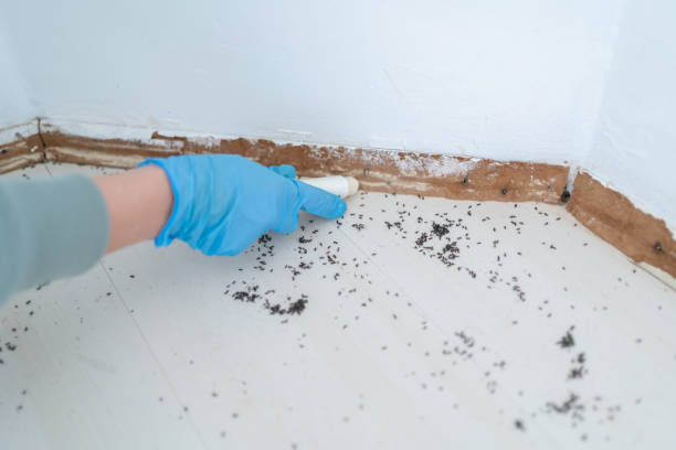 Best Mosquito Control Services  in Edwards Af, CA